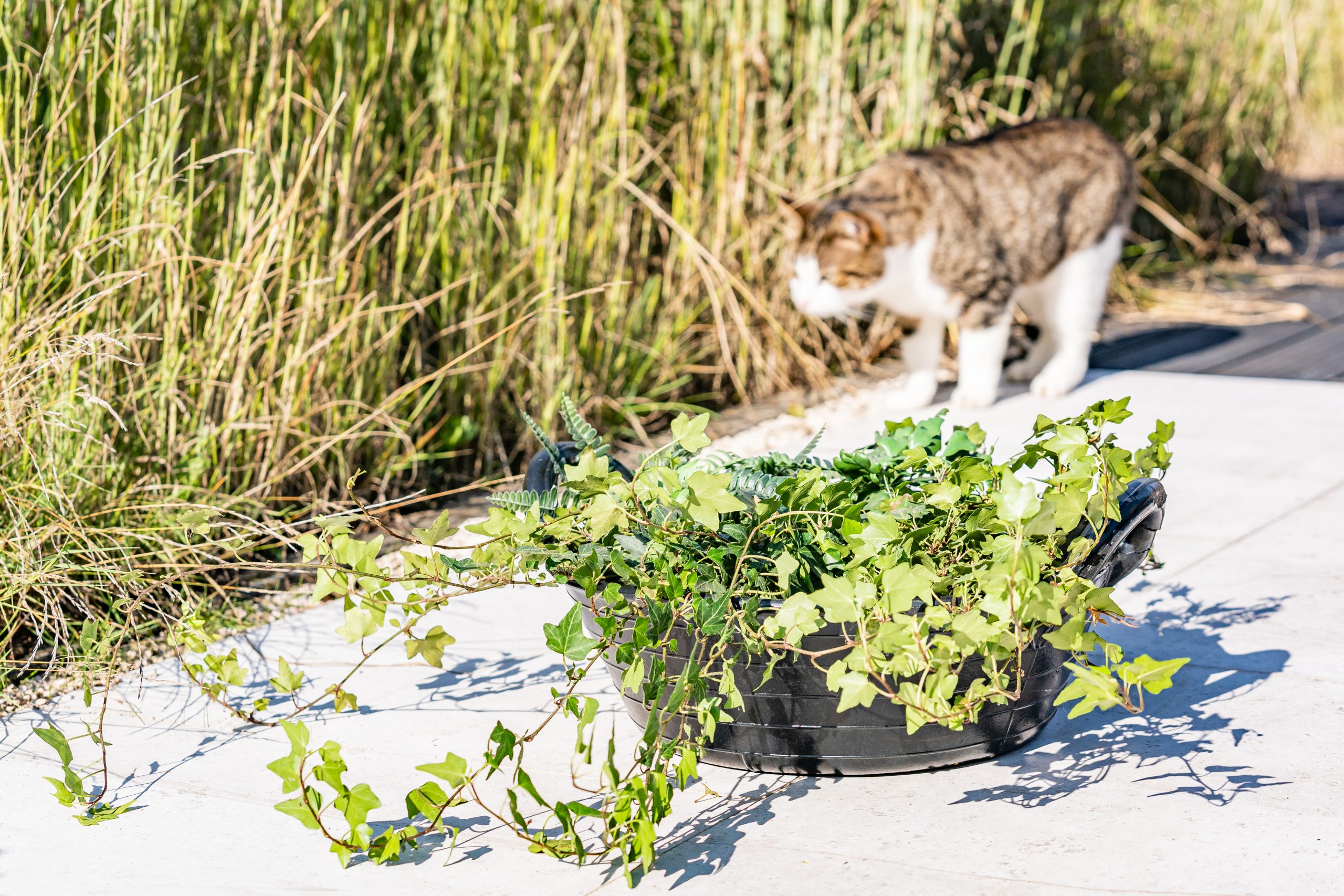 12L. Rubber kuip of trog. - Image 5