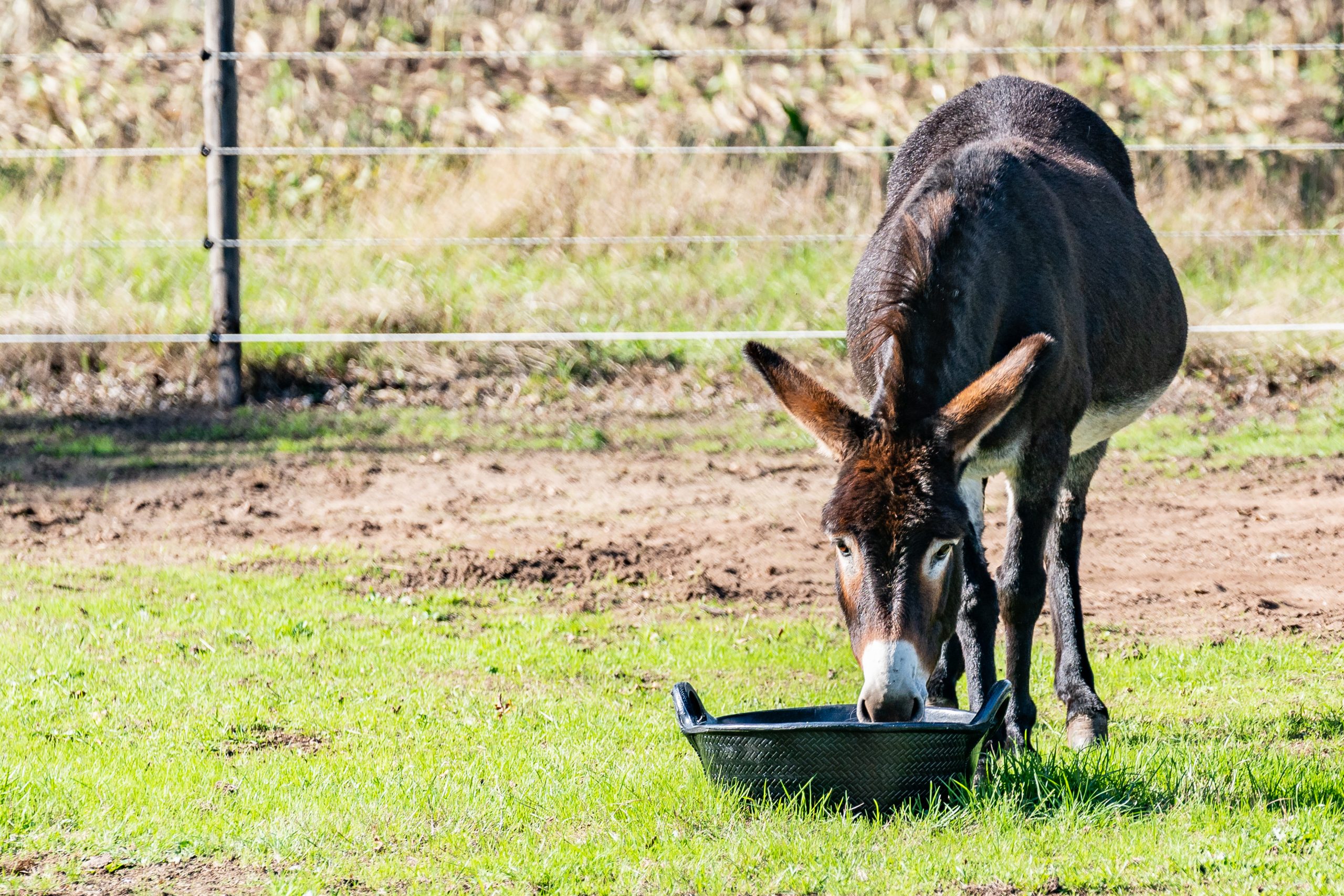 12L. Rubber kuip of trog. - Image 8