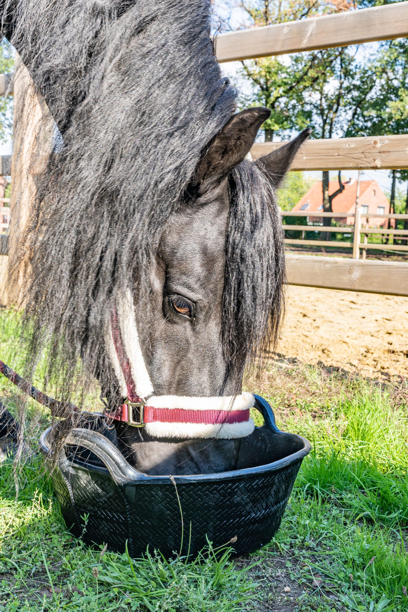 21L. Rubber kuip of trog. - Image 5