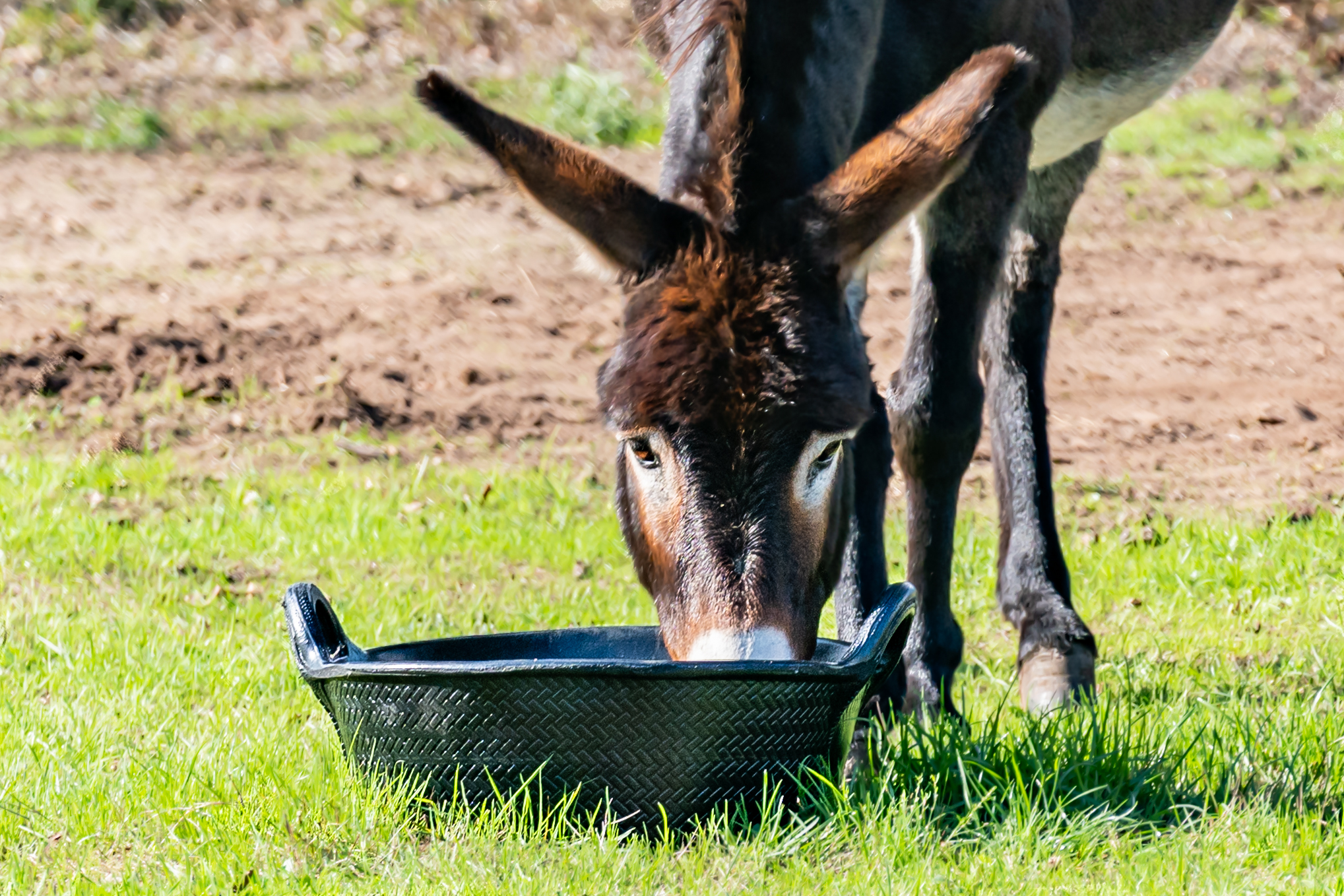 21L. Rubber kuip of trog. - Image 8