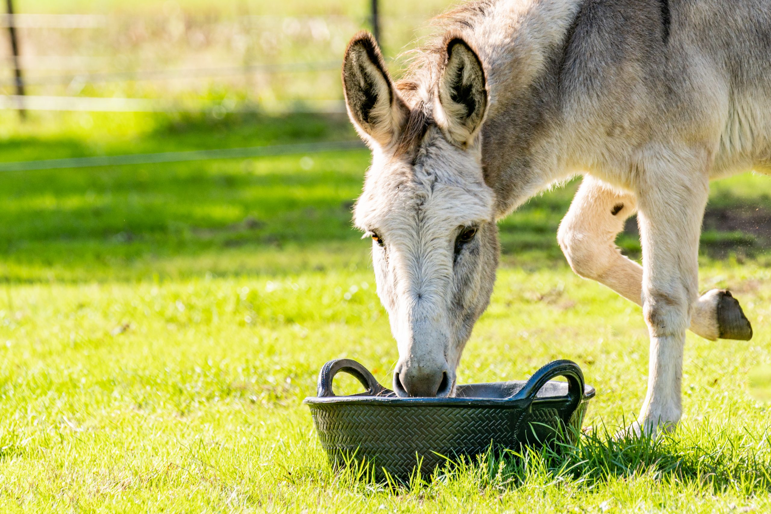 12L. Rubber kuip of trog. - Image 3