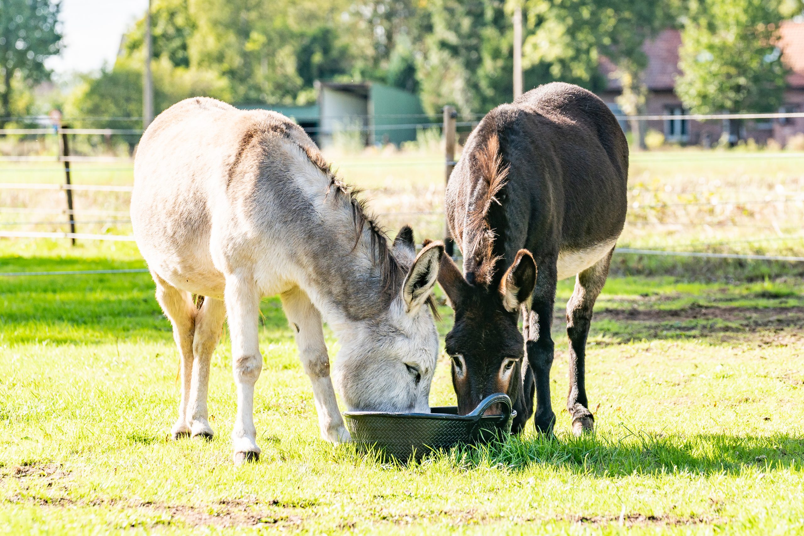 21L. Rubber kuip of trog. - Image 2